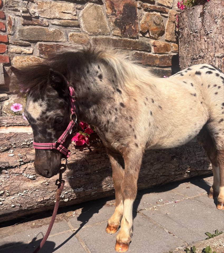 Poulain Pintaloosa &agrave; r&eacute;server 