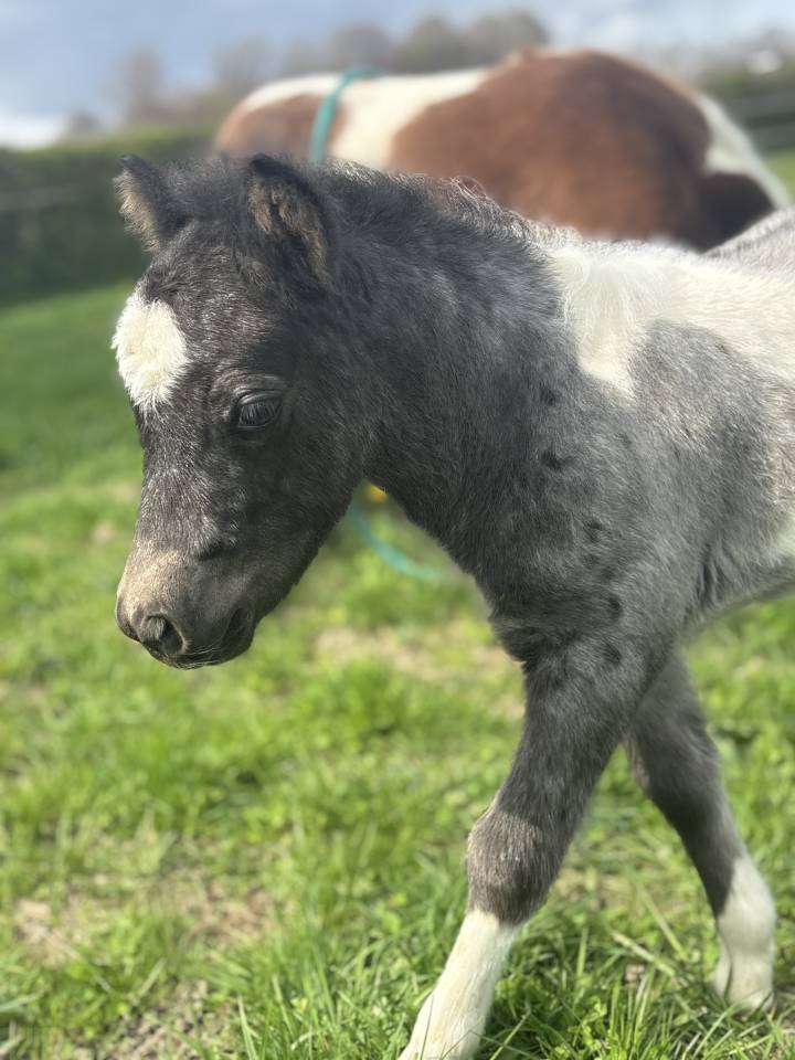 Poulain Pintaloosa &agrave; r&eacute;server 