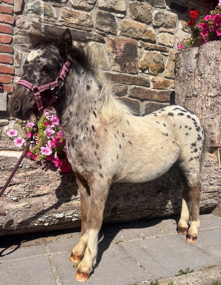 Poulain Pintaloosa &agrave; r&eacute;server 