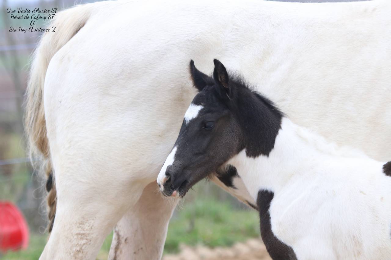 Poulain pie noir SELLE FRAN&Ccedil;AIS 