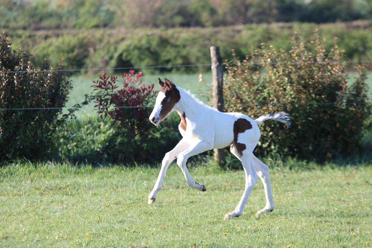 Poulain pie bai origine SF ET Z CSO CCE HUNTER