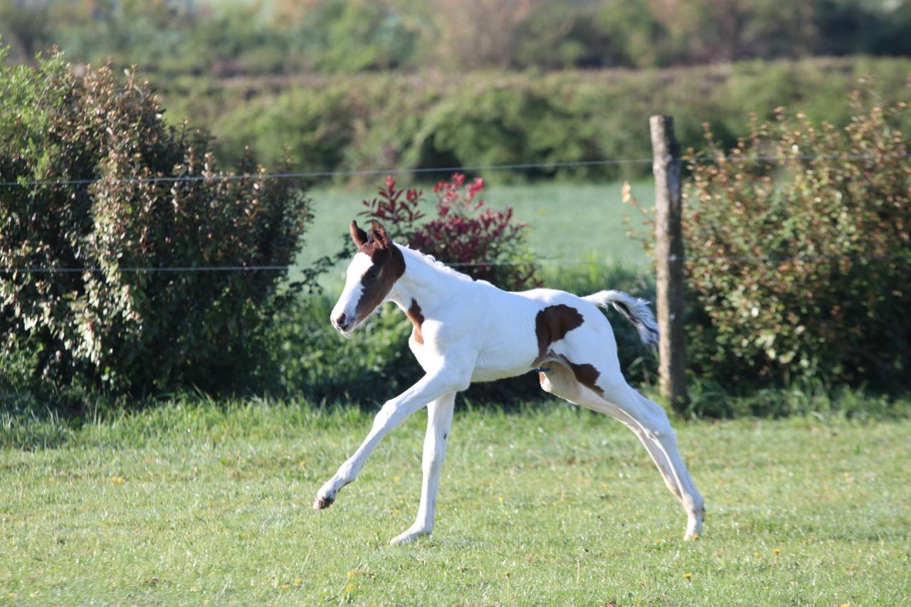 Poulain pie bai origine SF ET Z CSO CCE HUNTER