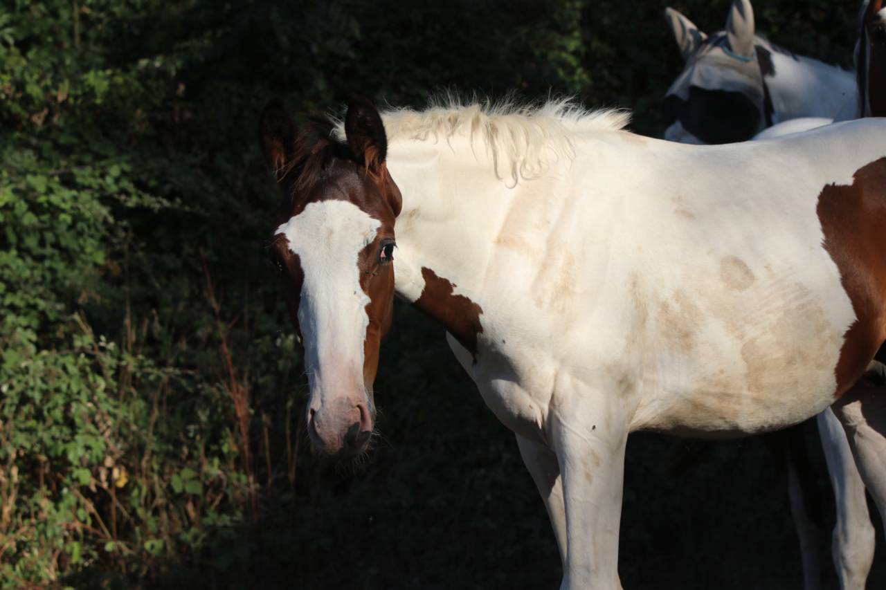 Poulain pie bai origine SF ET Z CSO CCE HUNTER