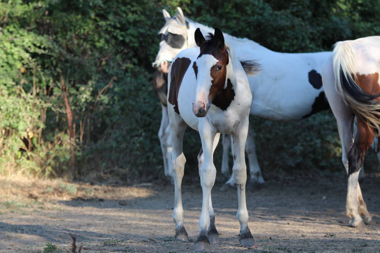 Poulain pie bai origine SF ET Z CSO CCE HUNTER