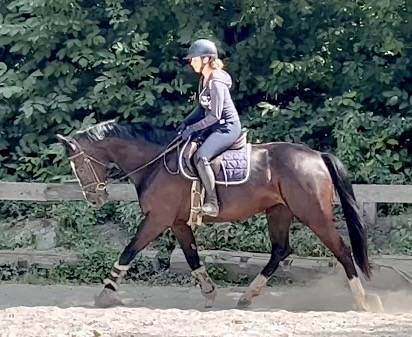 Jolie jument de 8 ans, kwpn, +-1m68