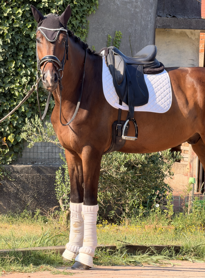 Hongre KWPN Cheval de Sport N&eacute;erlandais A vendre 2022 Blanc par Lennox US