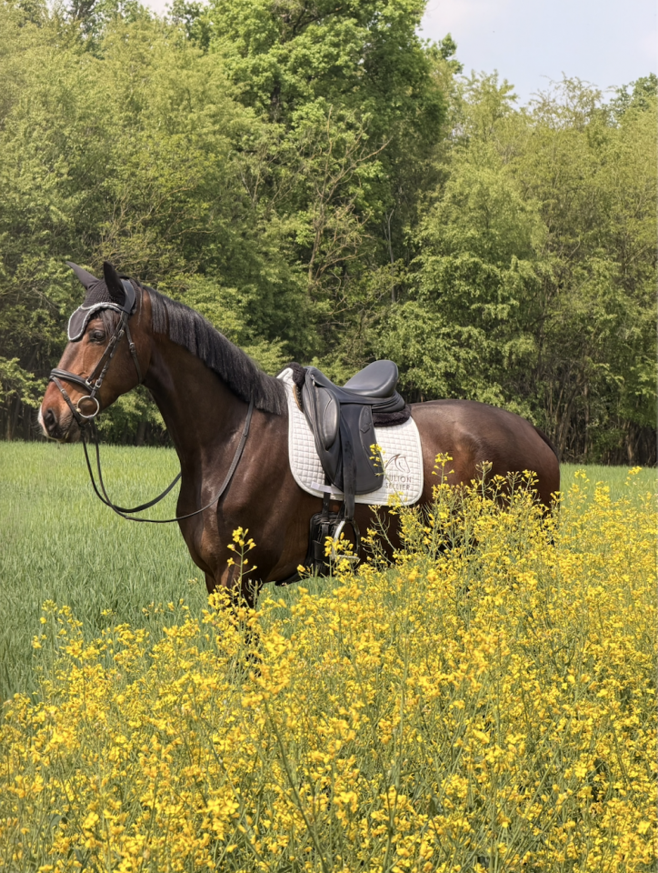 Hongre KWPN Cheval de Sport N&eacute;erlandais A vendre 2022 Blanc par Lennox US