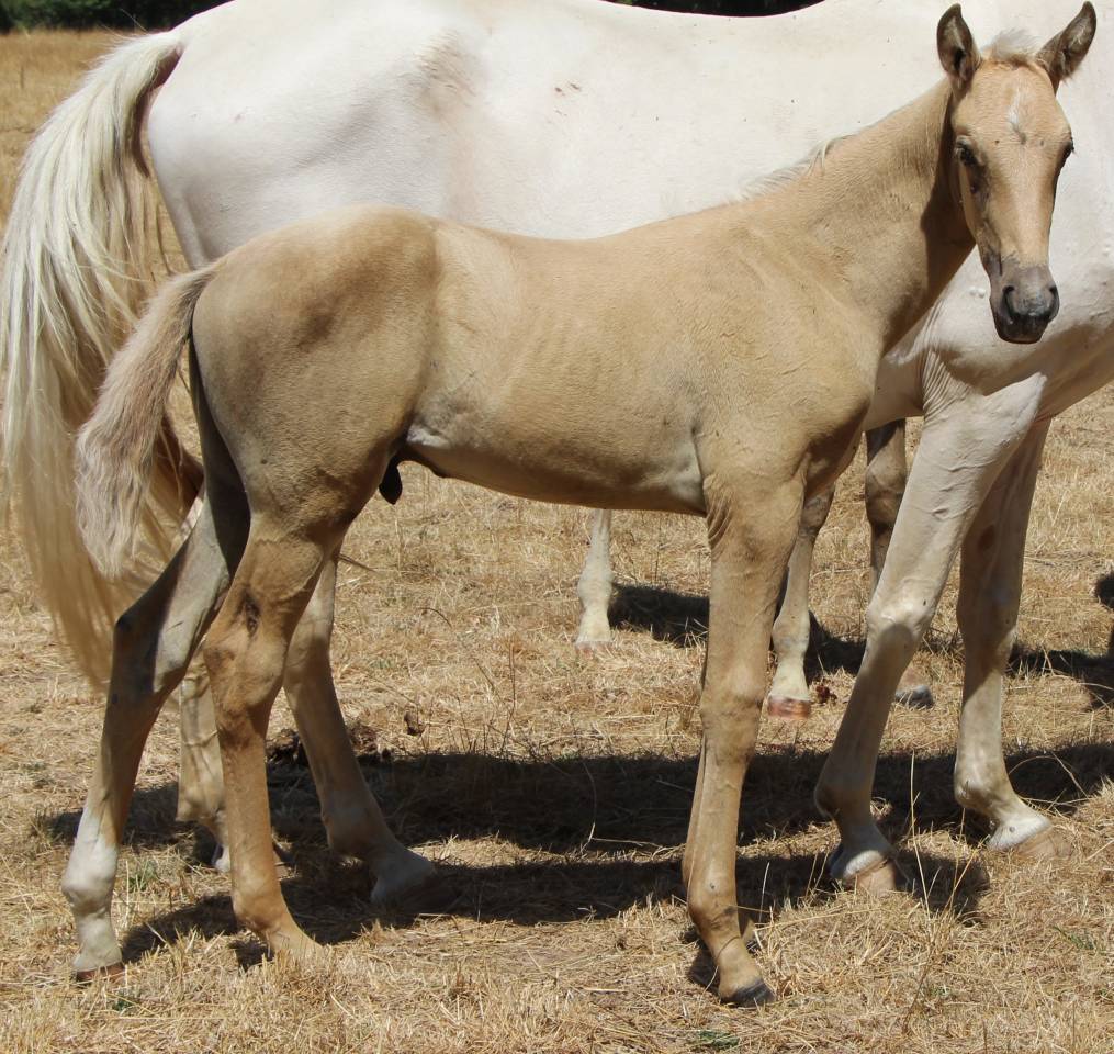 Poulain SF palomino