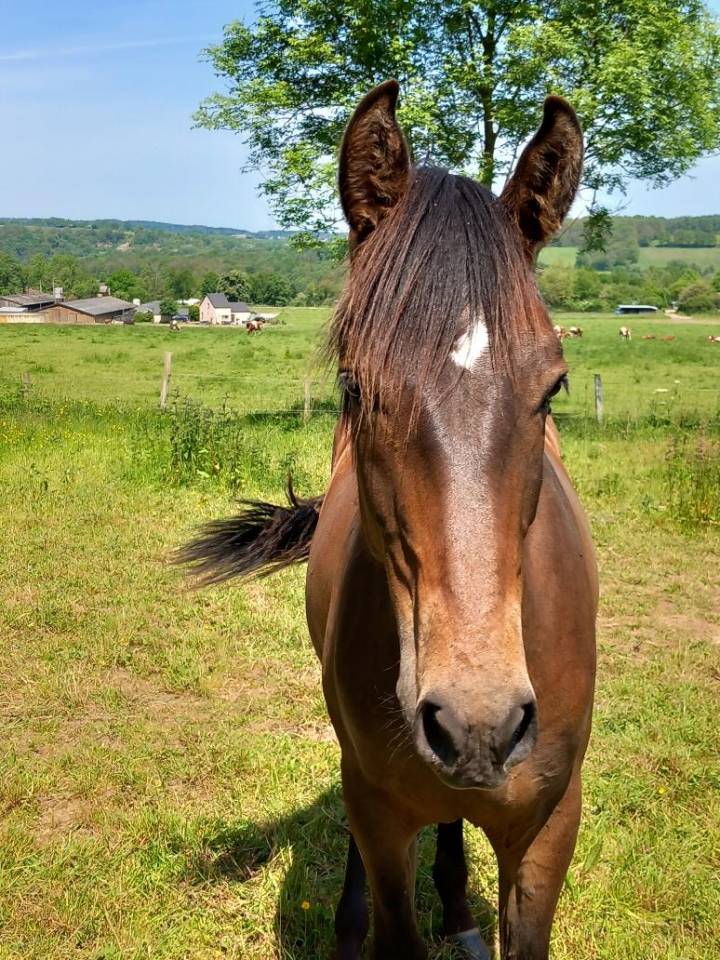 Magnifique hongre PRE