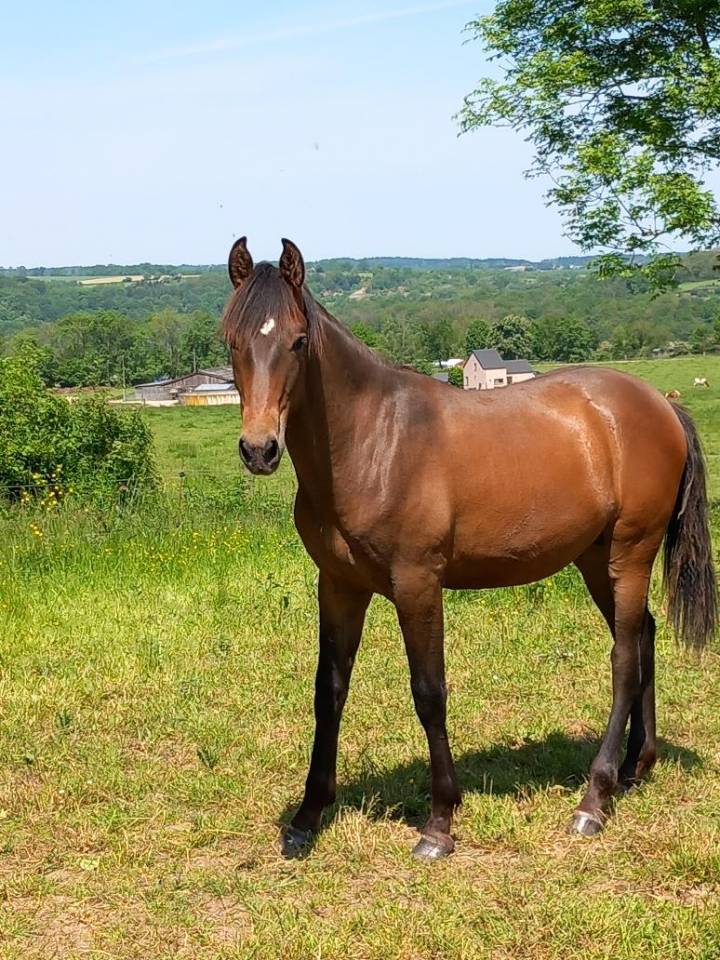 Magnifique hongre PRE