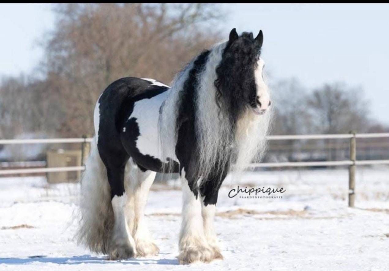Poulain Irish Cob &agrave; vendre 