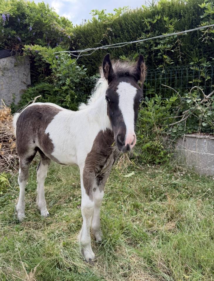 Poulain Irish Cob &agrave; vendre 