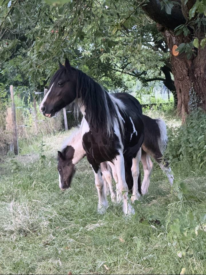 Poulain Irish Cob &agrave; vendre 