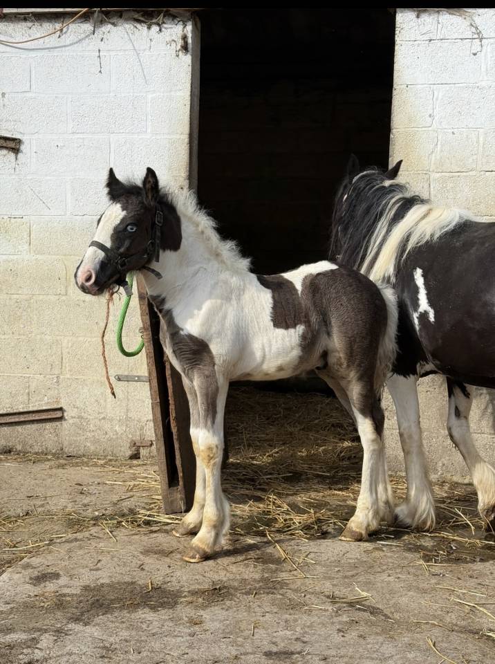 Poulain Irish Cob &agrave; vendre 