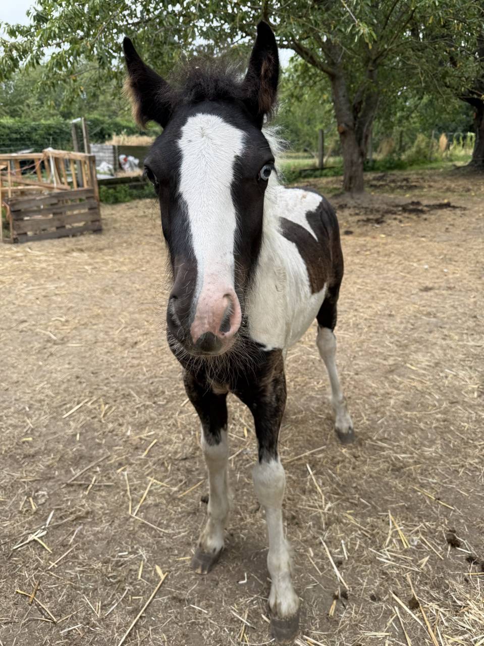 Poulain Irish Cob &agrave; vendre 