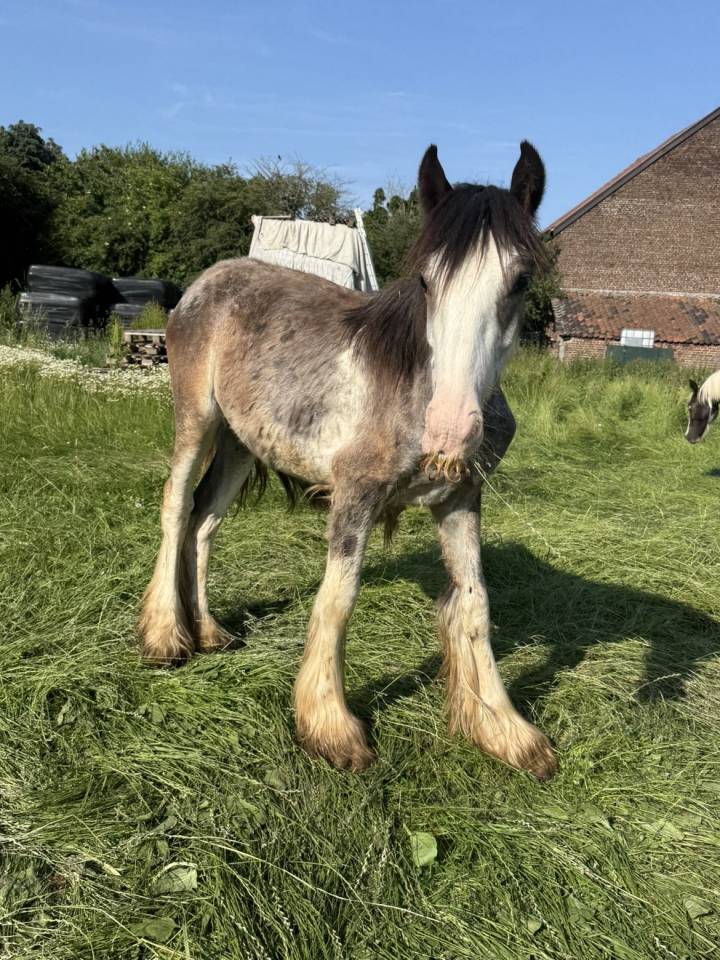 Plusieurs poulain Irish Cob et Welsh/irish Cob &agrave; vendre