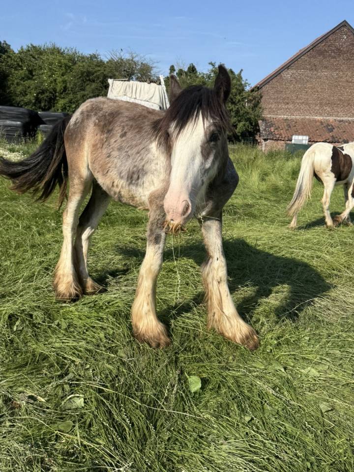 Plusieurs poulain Irish Cob et Welsh/irish Cob &agrave; vendre