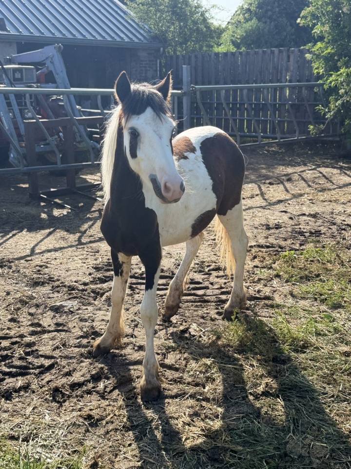 Plusieurs poulain Irish Cob et Welsh/irish Cob &agrave; vendre