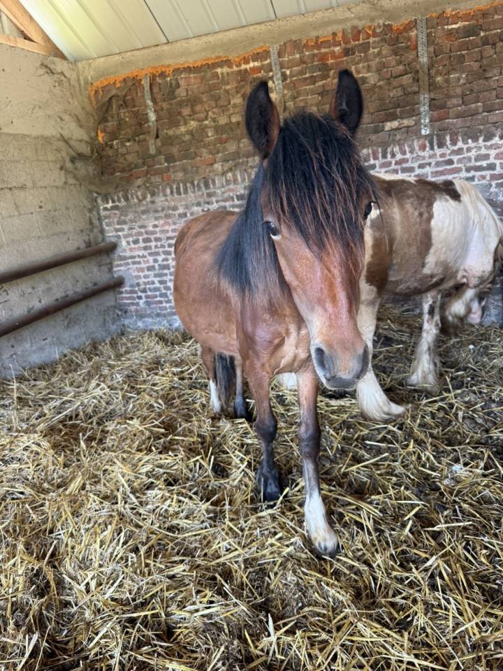 Plusieurs poulain Irish Cob et Welsh/irish Cob &agrave; vendre