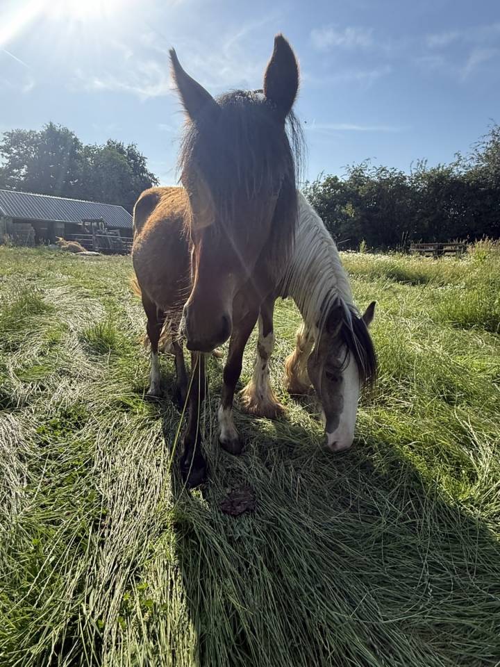 Plusieurs poulain Irish Cob et Welsh/irish Cob &agrave; vendre