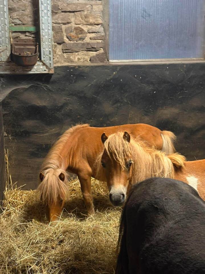 Petit Shetland &eacute;talon 1 an cherche sa famille