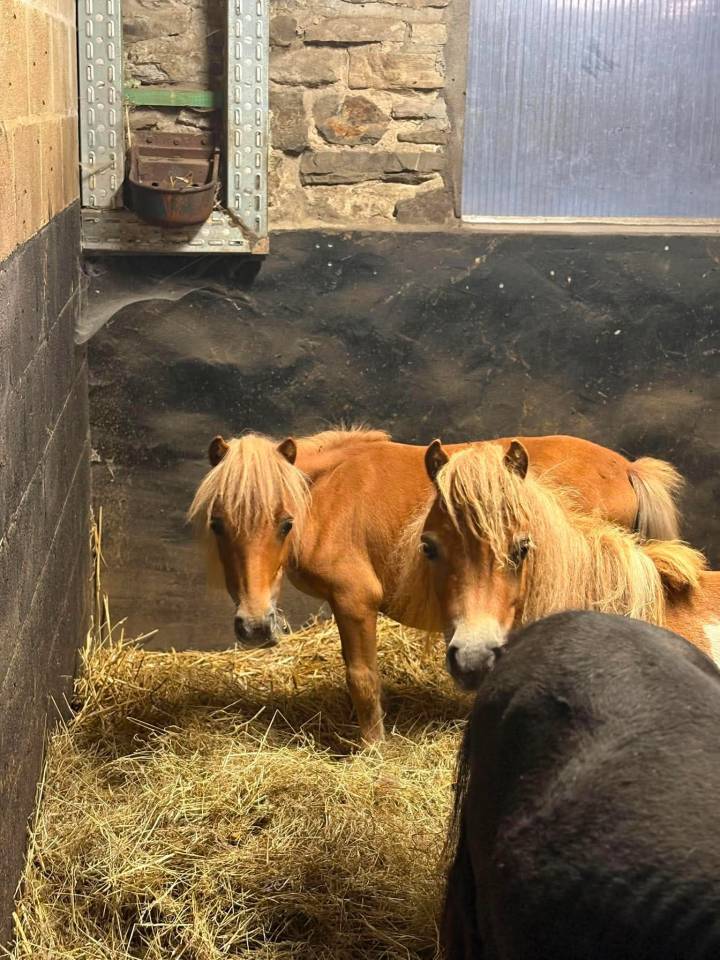 Petit Shetland &eacute;talon 1 an cherche sa famille