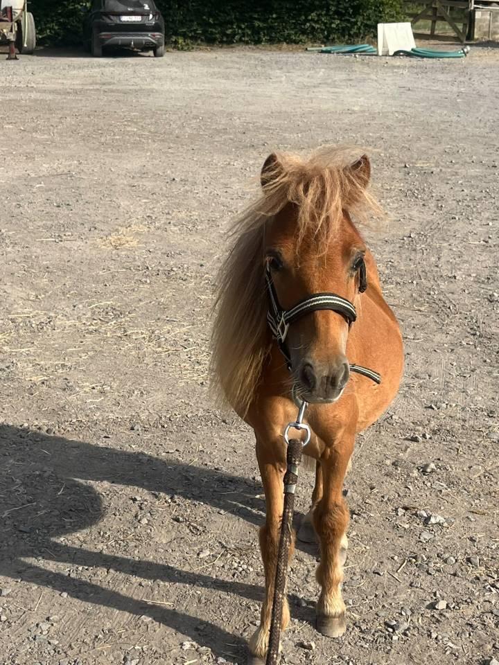Petit Shetland &eacute;talon 1 an cherche sa famille