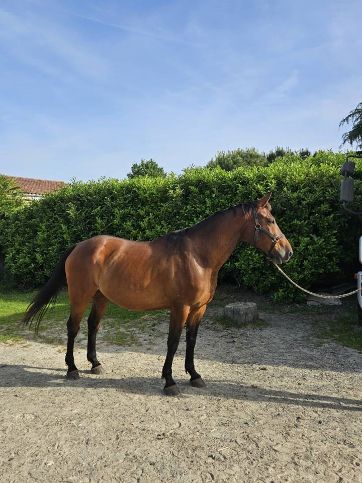 SELLE FRANCAIS  9 ANS   CSO AMAT ET LOISIR