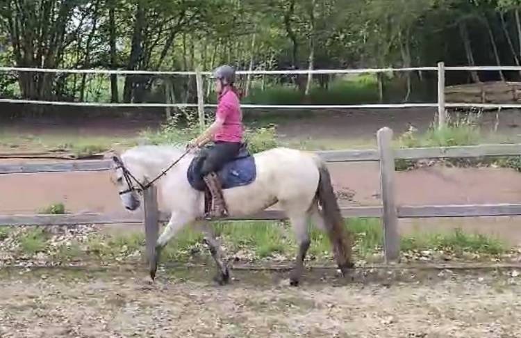 Naya ponette part Connemara 7 ans 