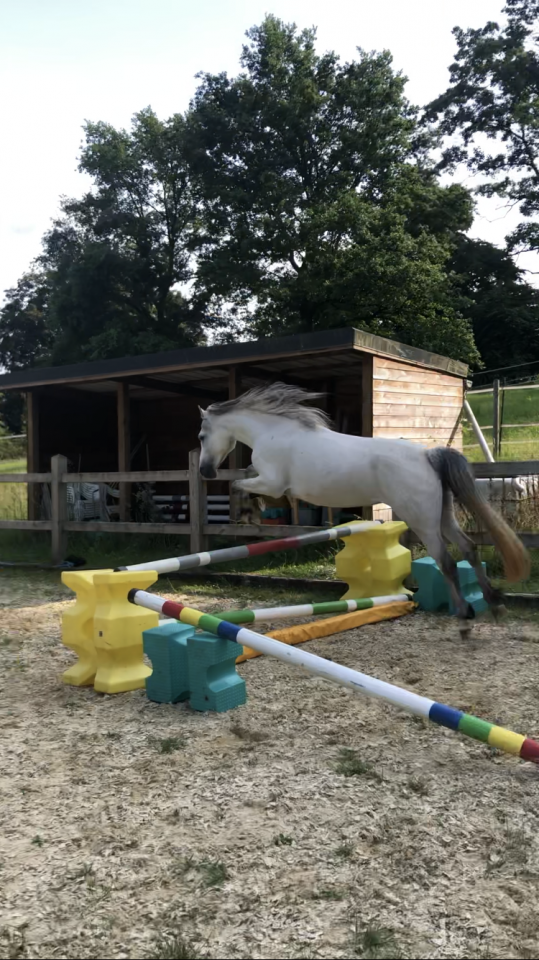 Naya ponette part Connemara 7 ans 