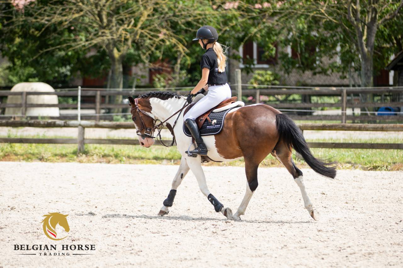 Vous cherchez le premier poney d'obstacle id&eacute;al ?