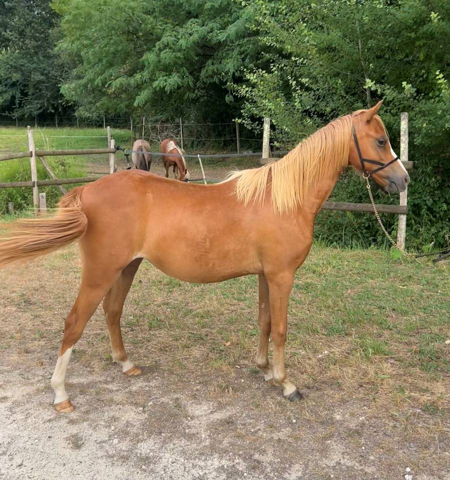 Yearing femelle Welsh Pony sect B - Origines S&eacute;rieuses 