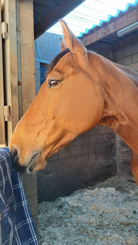 Cheval de compagnie et balade