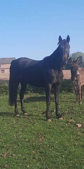 Jubia jument noir 7 ans