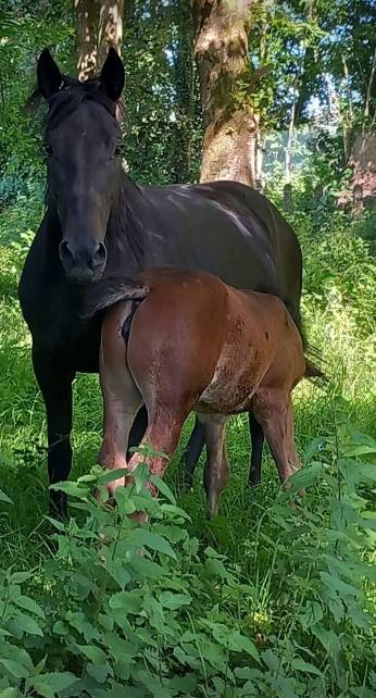 Jubia jument noir 7 ans