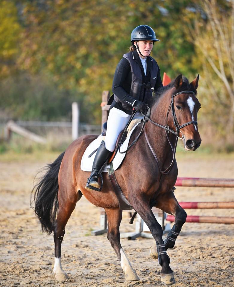 A VENDRE JOLI PONEY BAI HONGRE DE 11 ANS