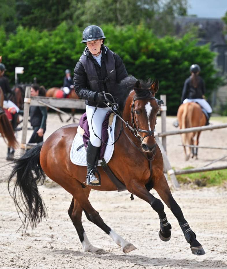 A VENDRE JOLI PONEY BAI HONGRE DE 11 ANS