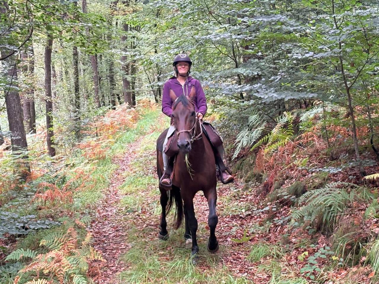 Magnifique Hongre de 11 ans 