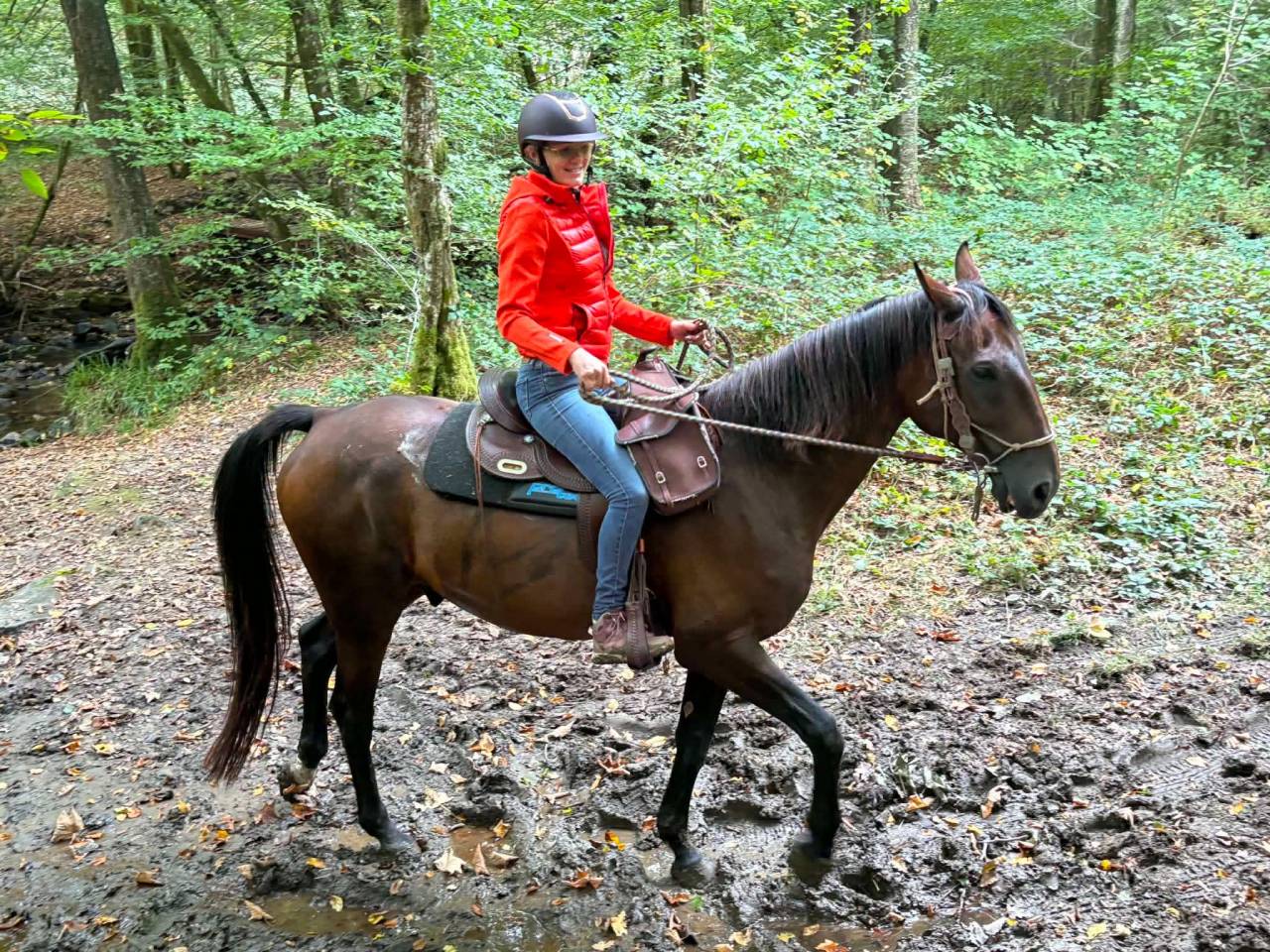 Magnifique Hongre de 11 ans 