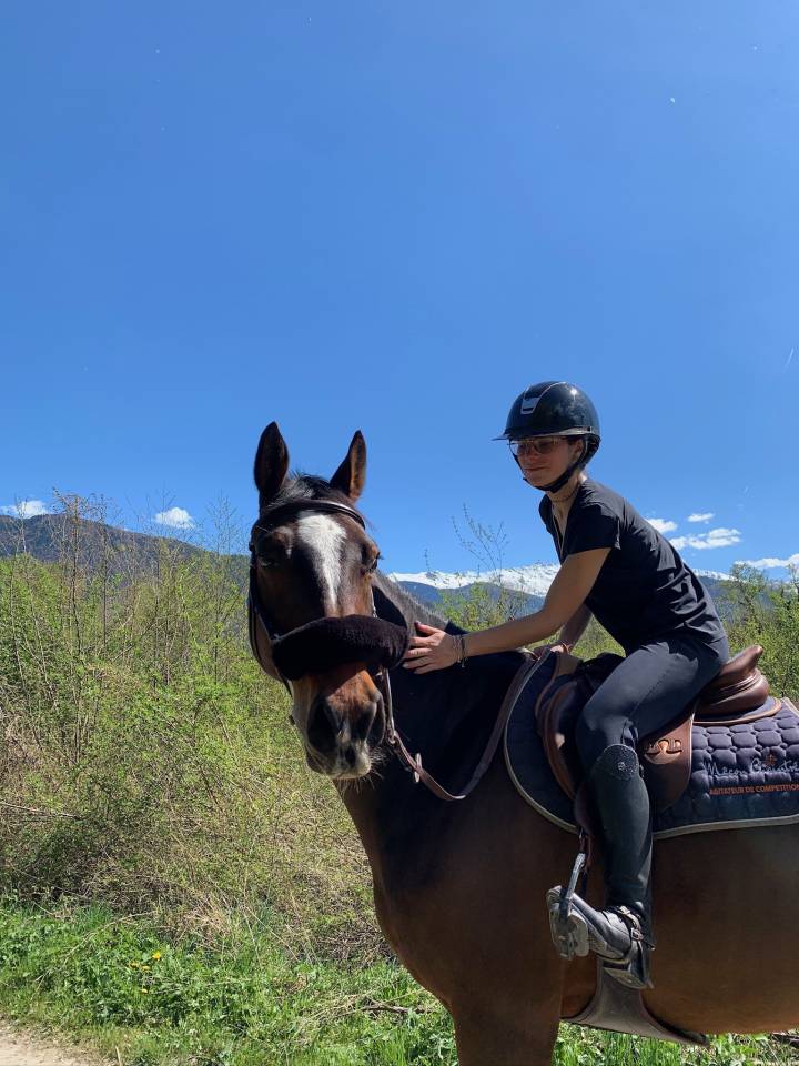 N&eacute;rite &ndash; Hongre KWPN de 8 ans Bai Brun
