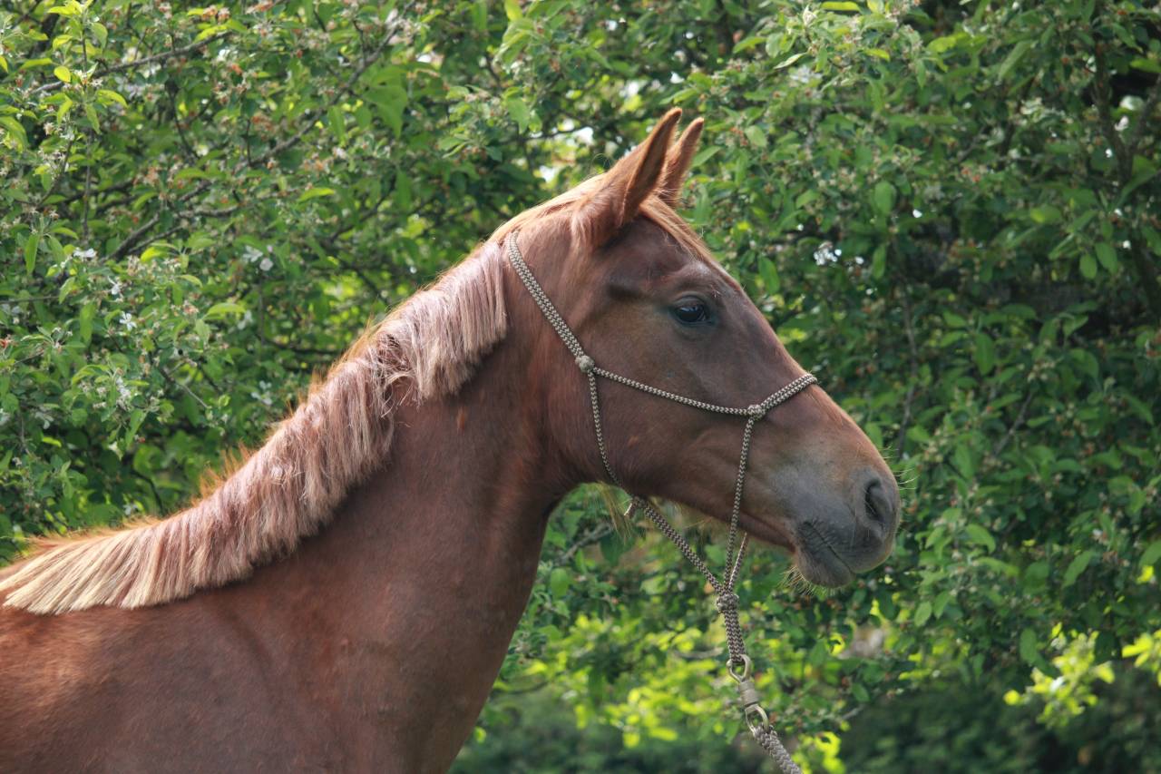 Superbe jument 2 ans dressage 