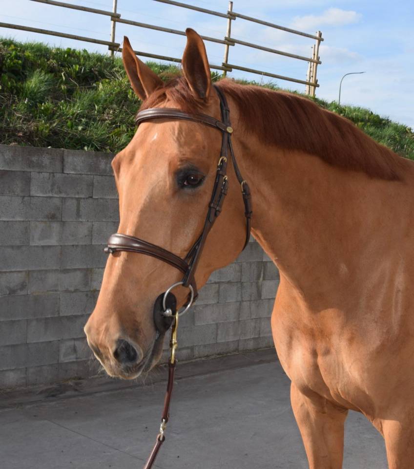 Top cheval pour aller au concours directement 