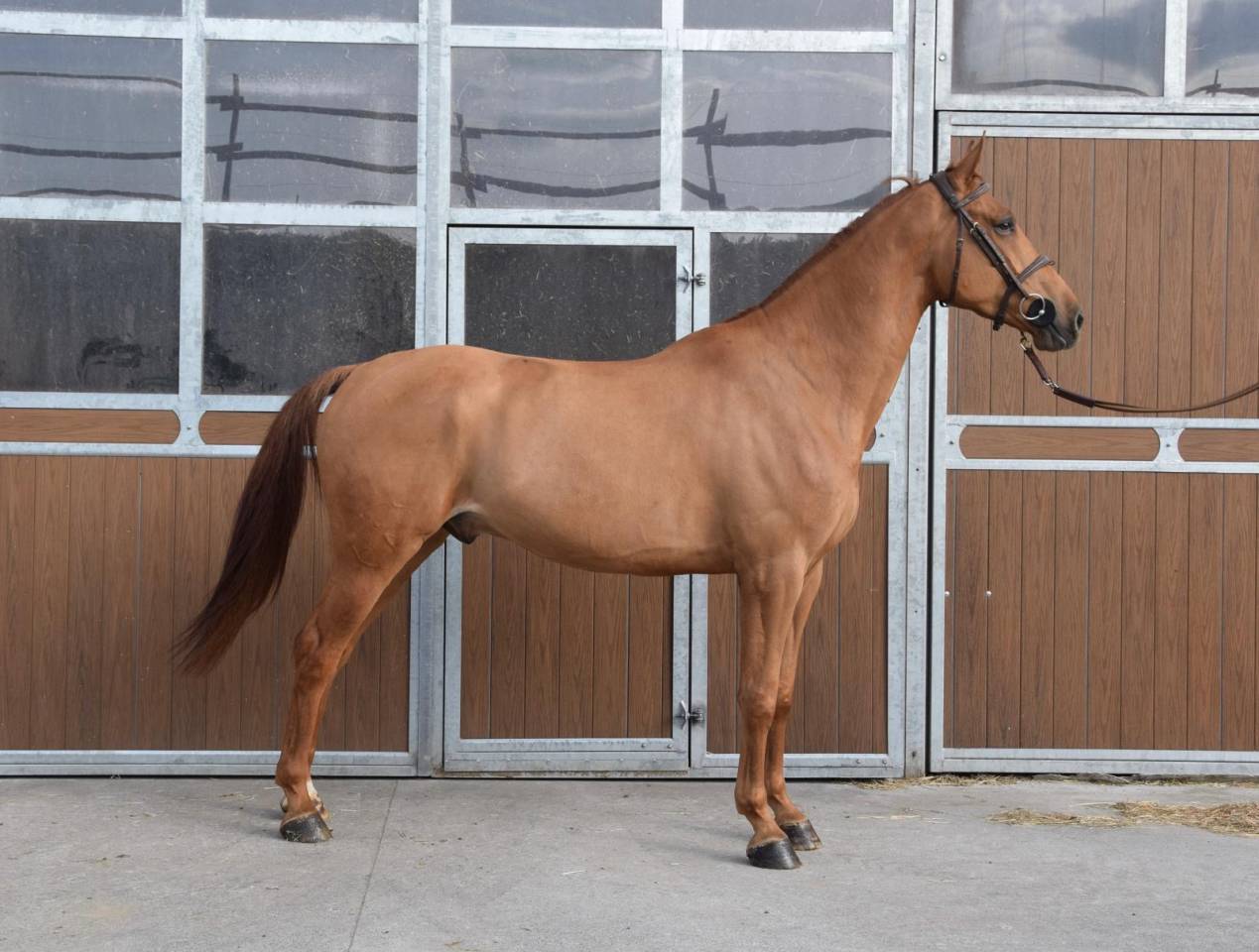 Top cheval pour aller au concours directement 