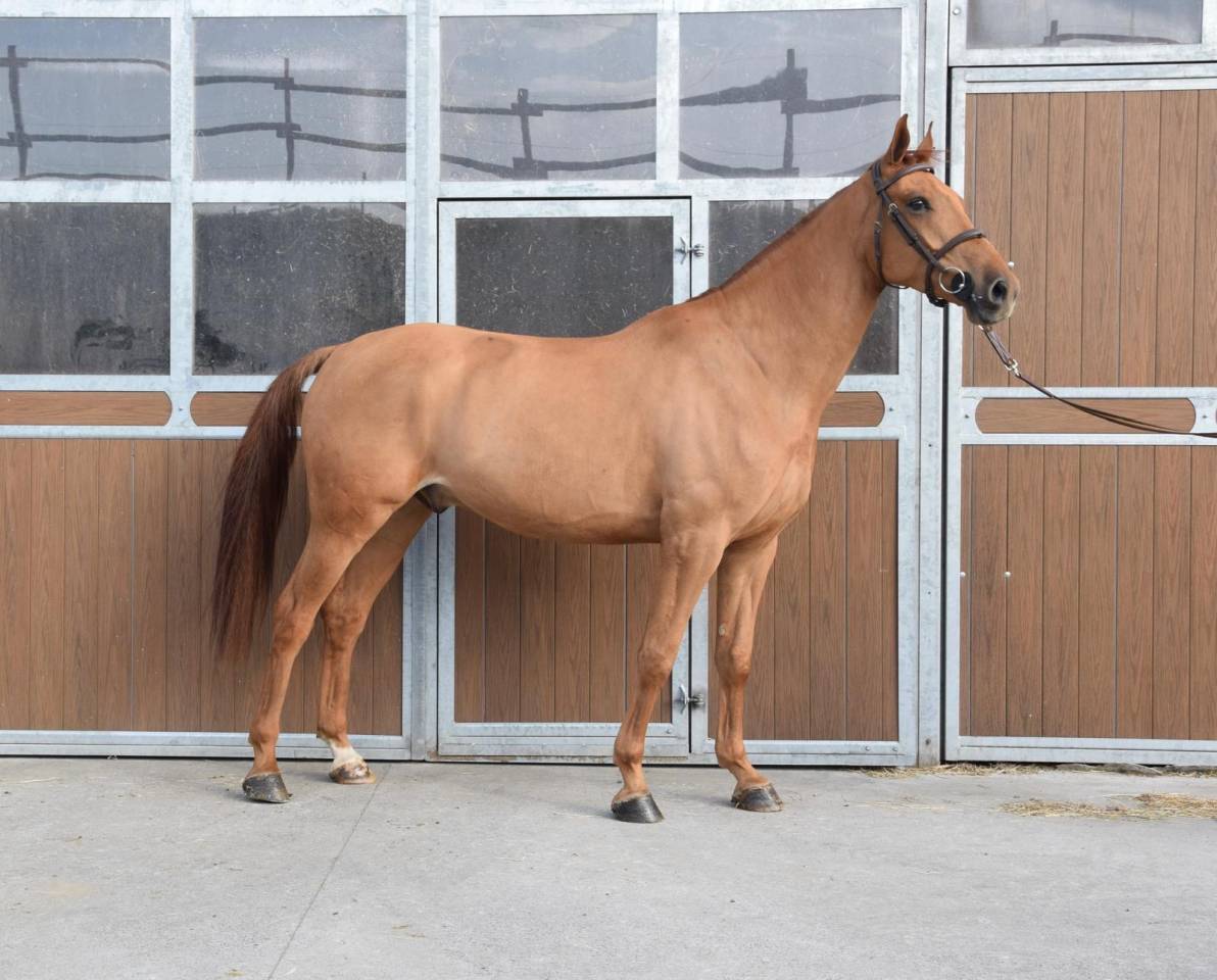 Top cheval pour aller au concours directement 