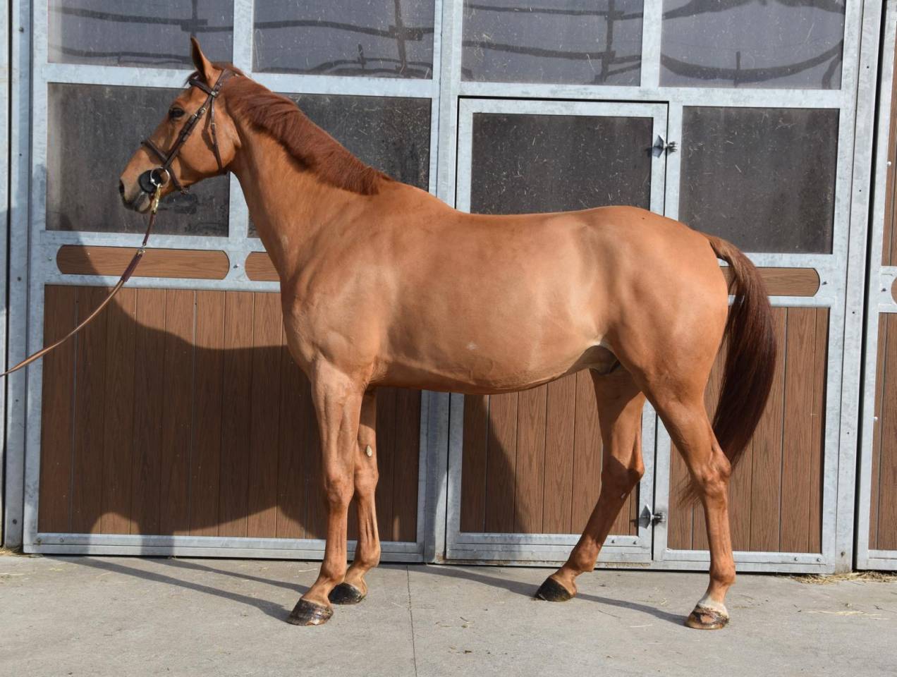 Top cheval pour aller au concours directement 