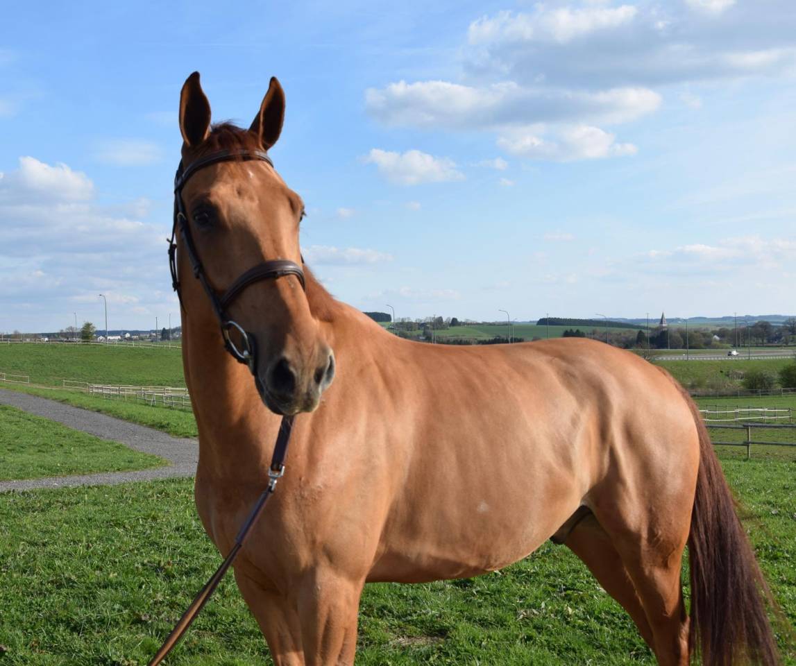 Top cheval pour aller au concours directement 