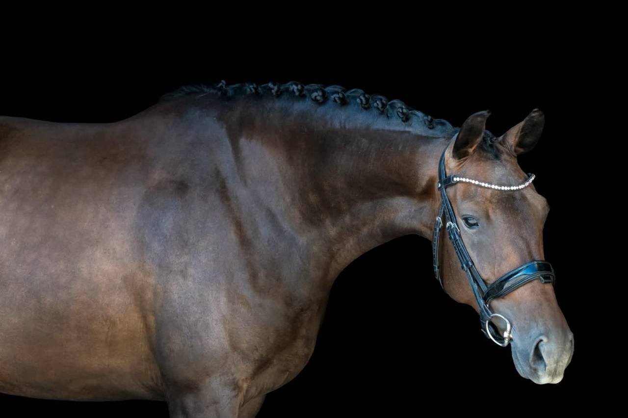 Jument - KWPN - 4 ans - Dressage - France