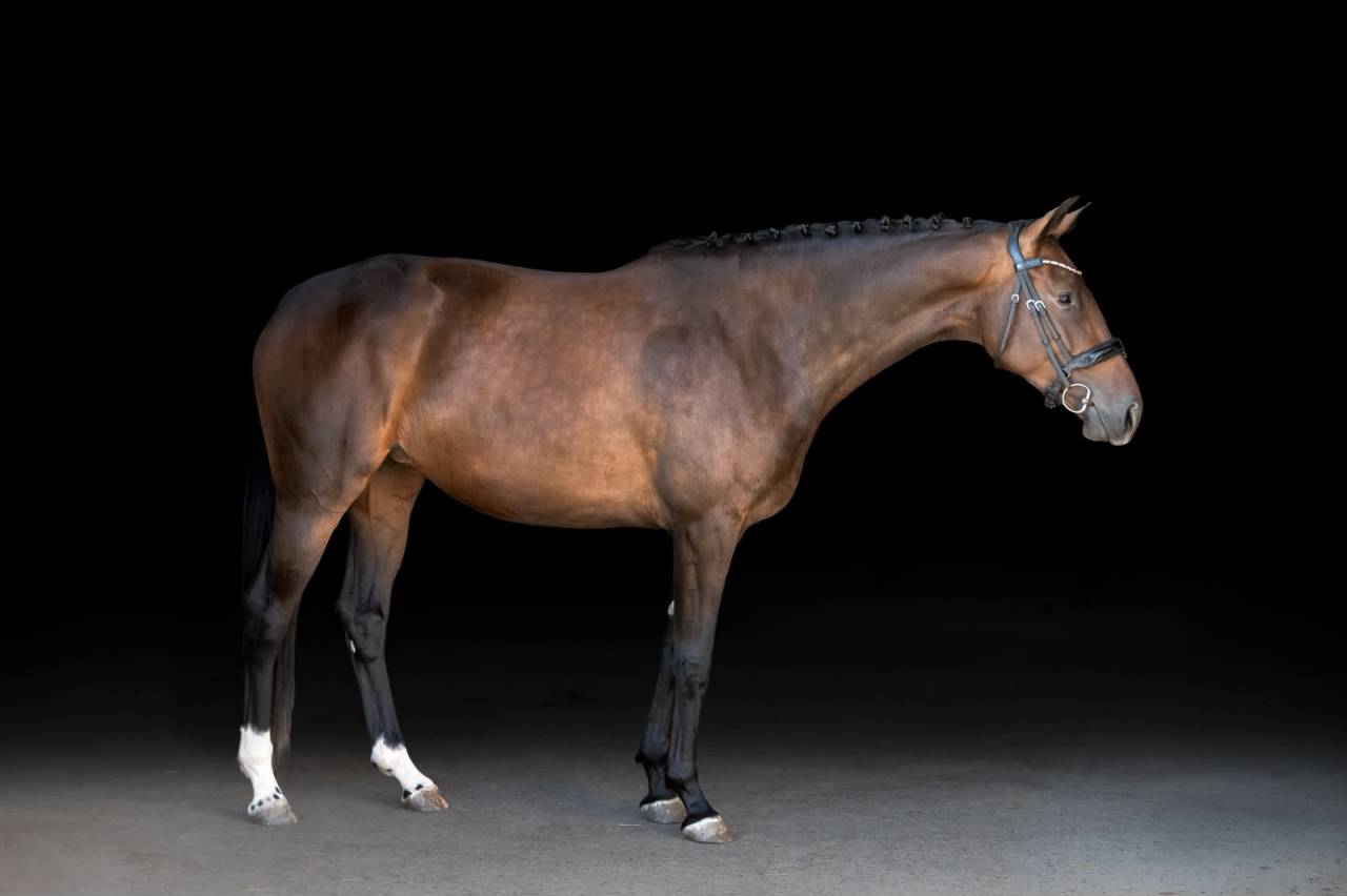 Jument - KWPN - 4 ans - Dressage - France