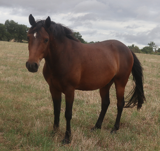  PFS Hongre, 3 ans, 1m46 par O Ma Dou&eacute; Kersidal