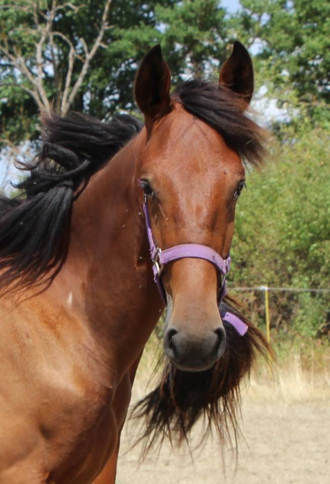 Male 1 an Silver deux x barbarian